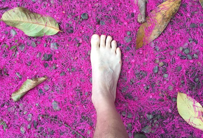 Costa Rica, un pied au milieu d'épines d'arbre violette