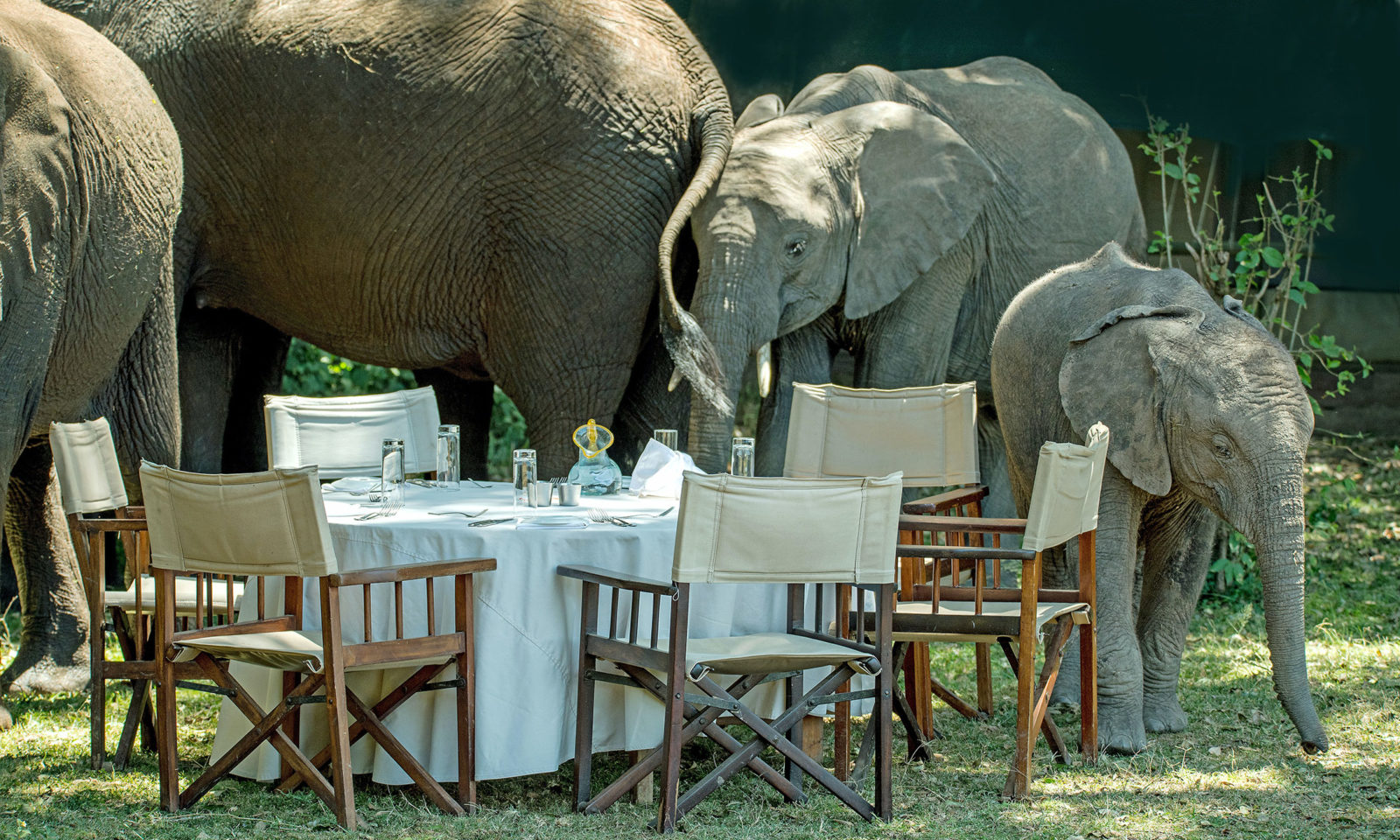 Des éléphants autour d'une table en plein safari