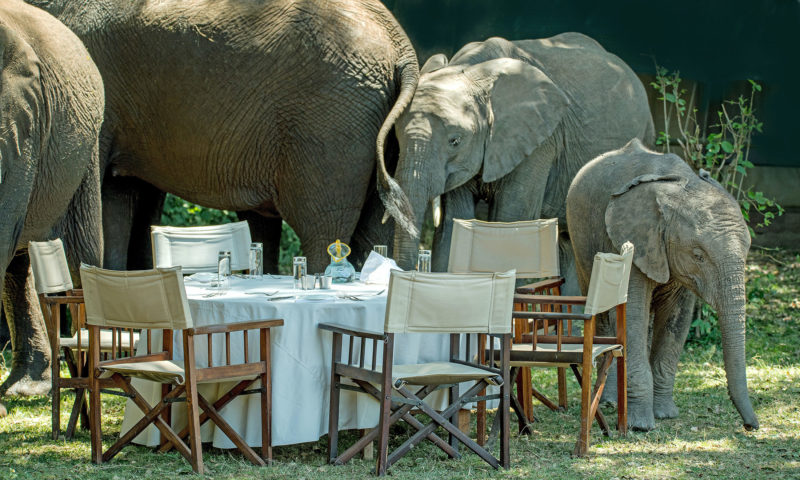 Des éléphants autour d'une table en safari