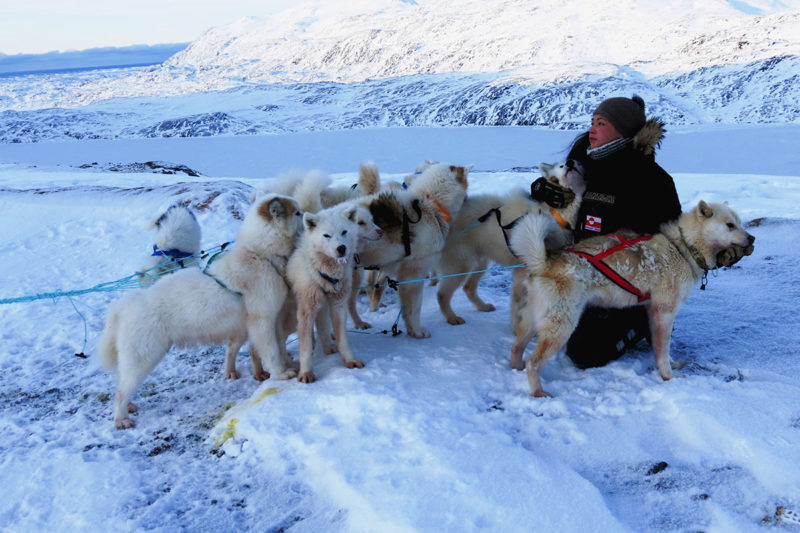Groenland, chiens de traineaux avec leur maîtresse