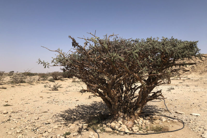 Province du Dofar à Oman, arbre à encens