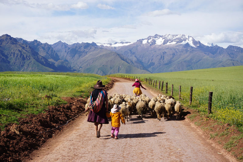 Pérou, Andes, des bergers avec leurs alpacas