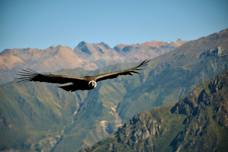 Pérou, Andes, un condor vol dans un canyon