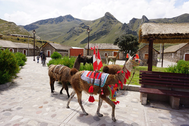 Pérou, Andes, deux lamas dans un village
