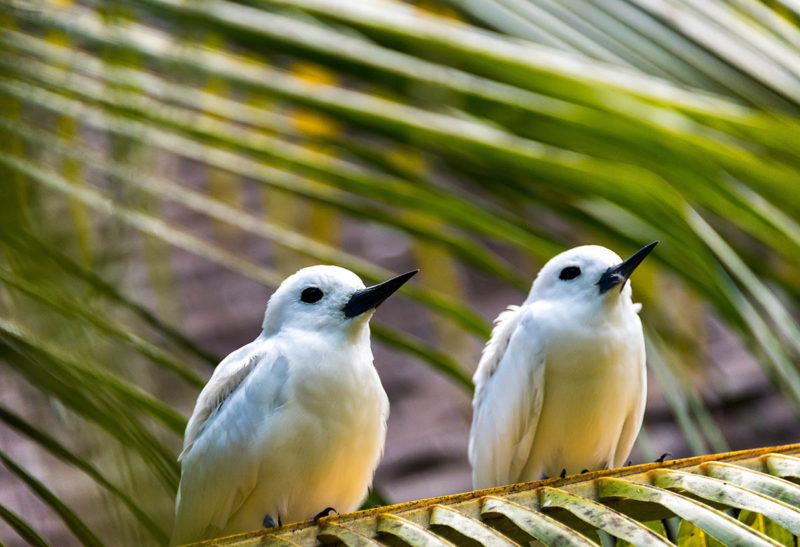 Seychelles, Denis Island, oiseaux réintroduits