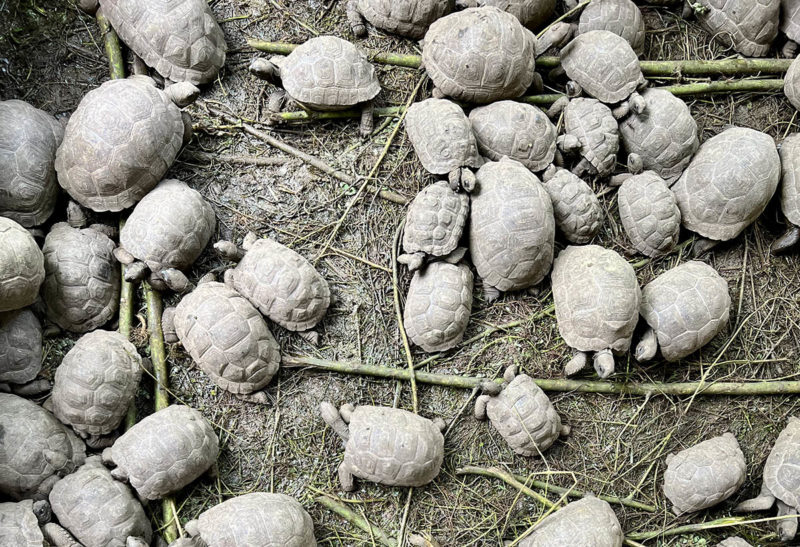 Seychelles, Denis island, bébés tortues par dizaines