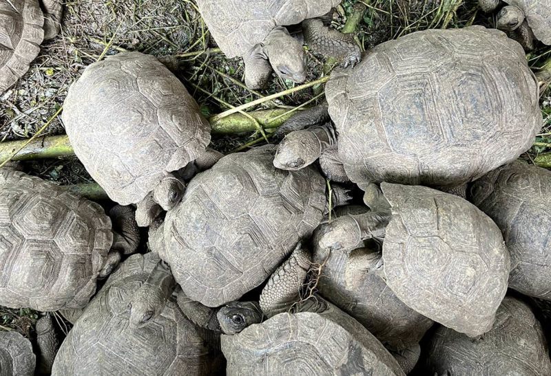 Seychelles, Denis island, bébés tortues par dizaines