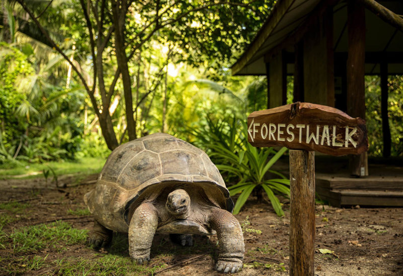 Seychelles, une tortue