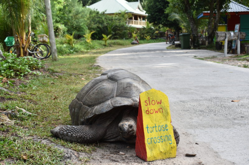 Seychelles, La Digue, Une tortue devant un panneau "Slow Down"