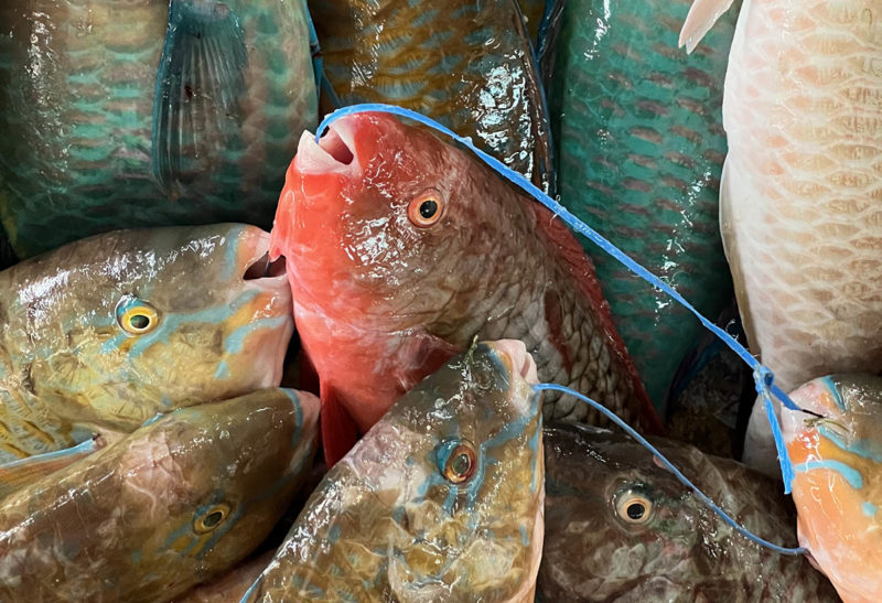 Seychelles, Mahé, le marcher de l'île et ses poissons