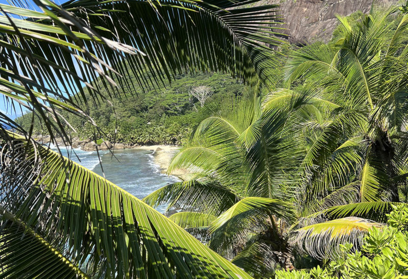 Seychelles, Silhouette, Plage secrète et palmiers