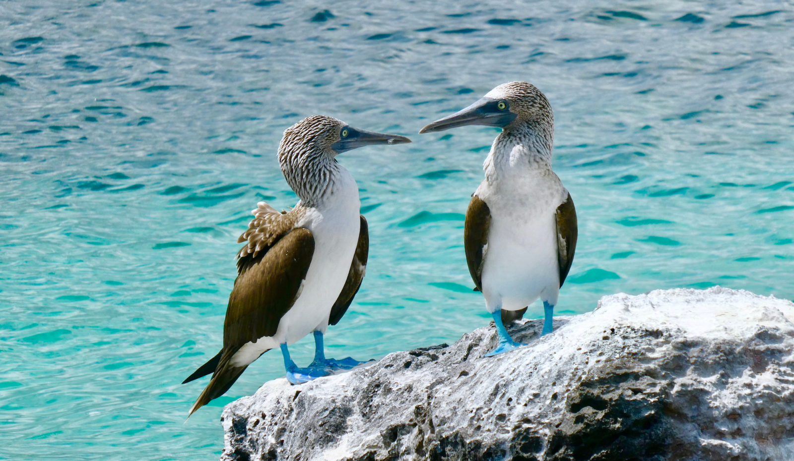 Deux fous à pieds bleus, en Equateur | Au Tigre Vanillé