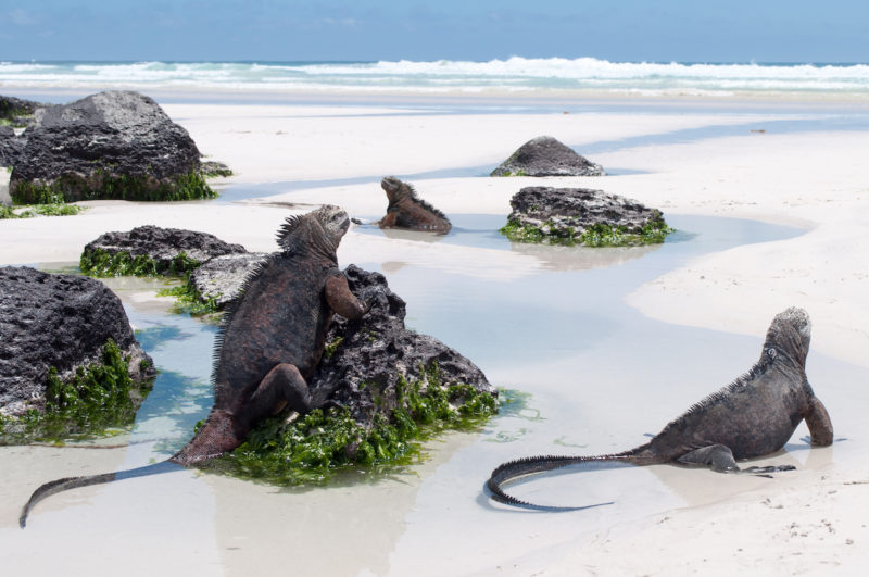Des iguages sur la plage aux Galapagos, en Equateur | Au Tigre Vanillé