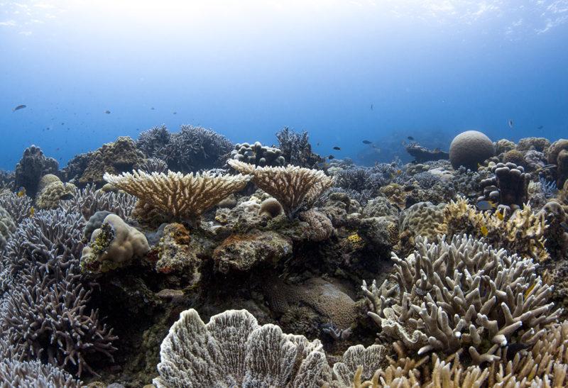 Coraux sous-marins à Bawah, en Indonésie | Au Tigre Vanillé