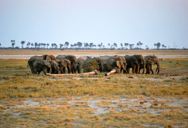 Botswana, troupeau d'éléphant dans la brousse