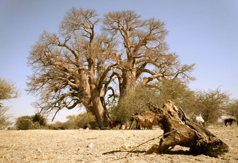 Botswana, vue d'un baobab