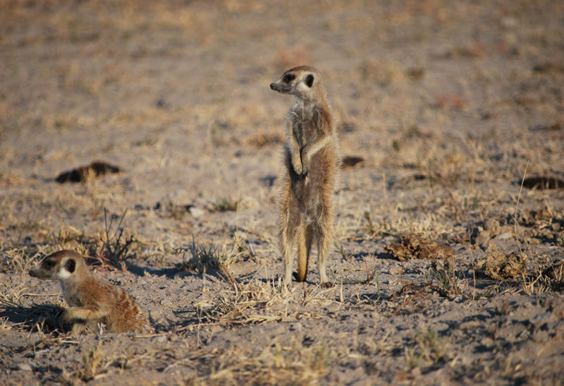 Botswana, un suricate sur ses gardes