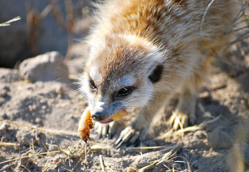 Botswana, un suricate mange un insecte