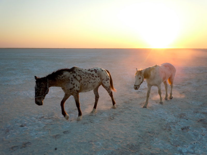 Botswana, randonnée équestre dans le désert