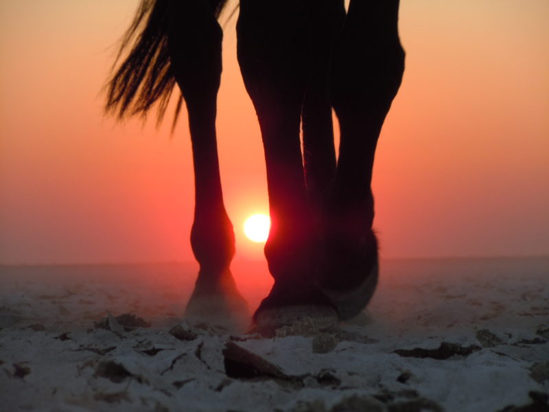 Botswana, cheval devant un coucher de soleil