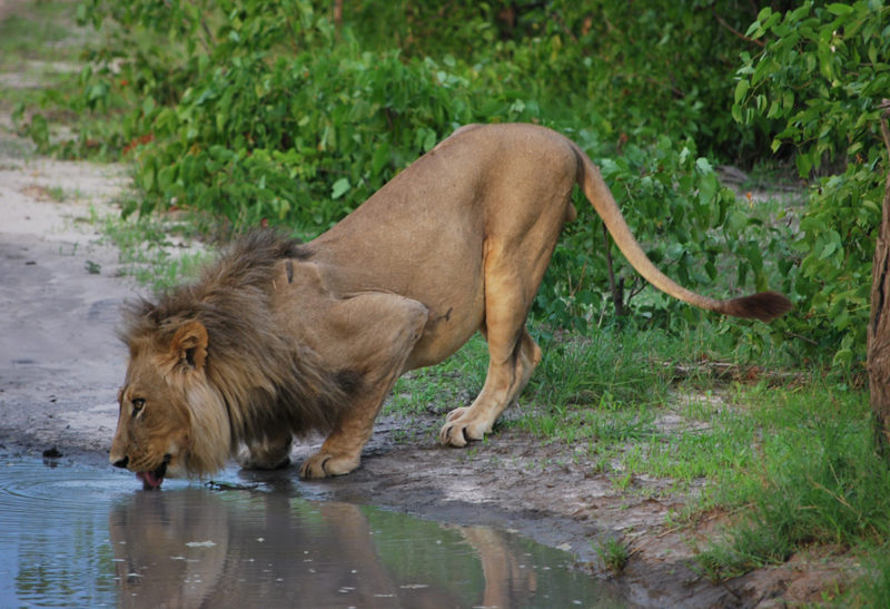 Botswana, un lion boit dans une flaque