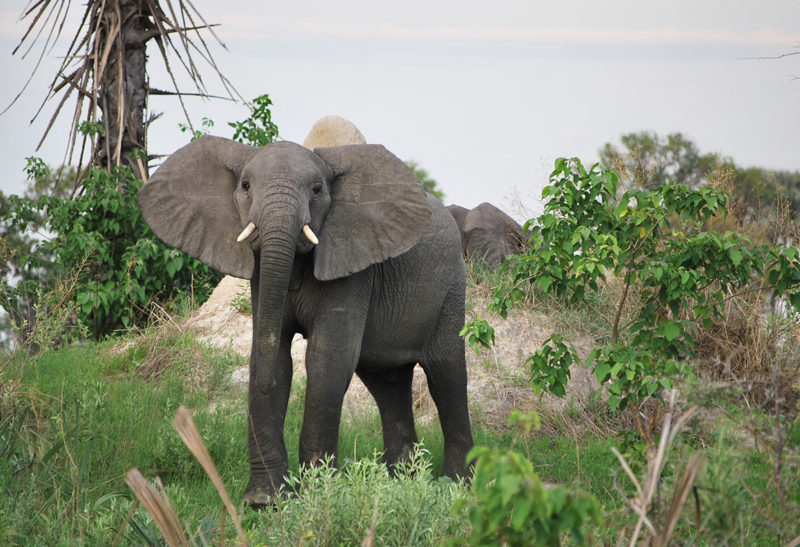 Botswana, un éléphant regarde le photographe droit dans les yeux