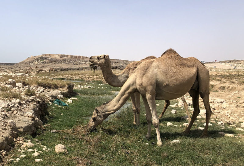 Dans le Dhofar à Oman, deux dromadaires broutent l'herbe verte