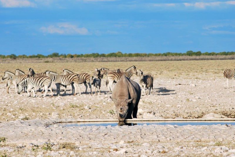 Etosha-waterhole-namibie