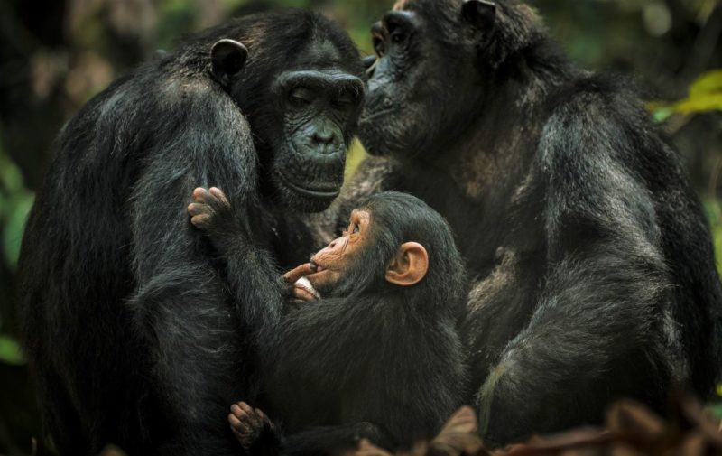 tanzanie-mahale-chimpanze-famille