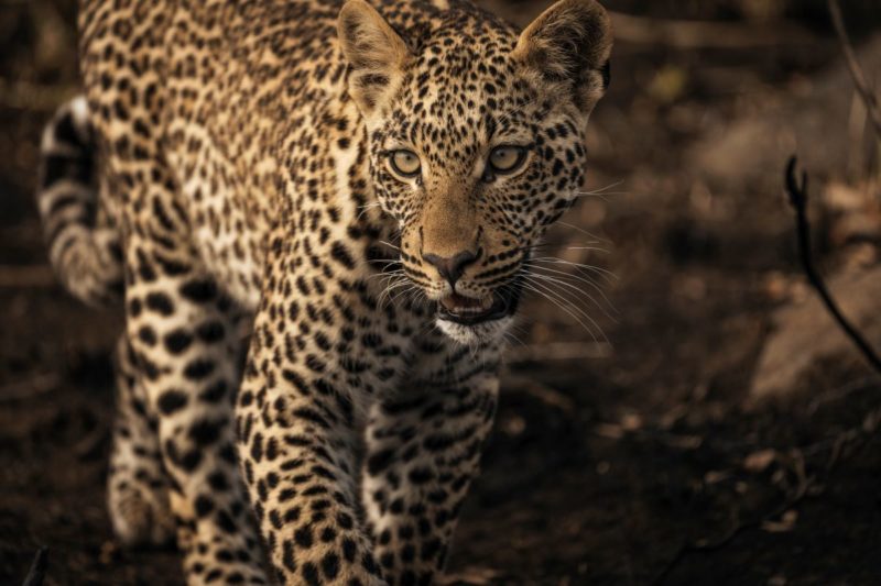 tanzanie-ruaha-leopard