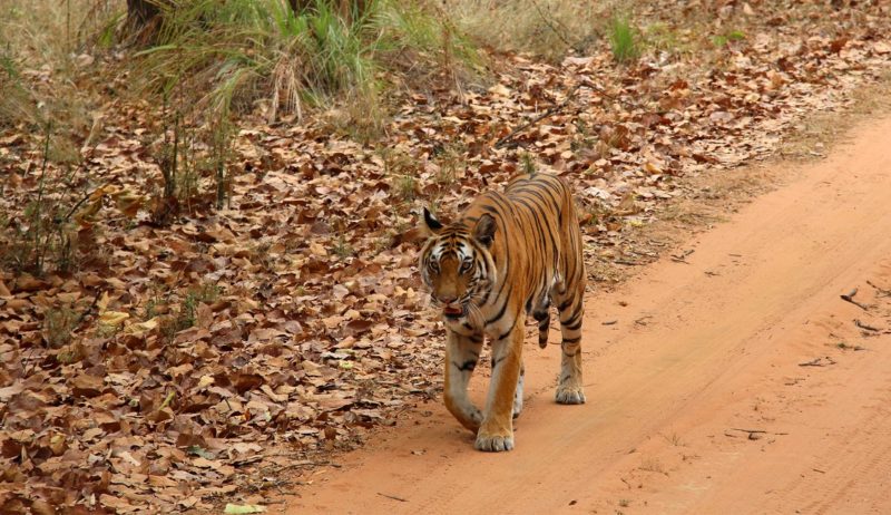 bardia-safari-tigre-jungle-nepal