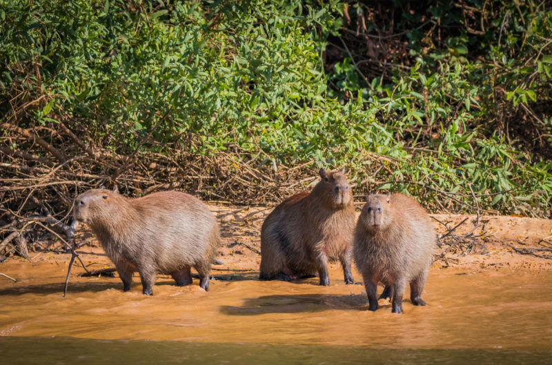 capibara-pantanal-brésil