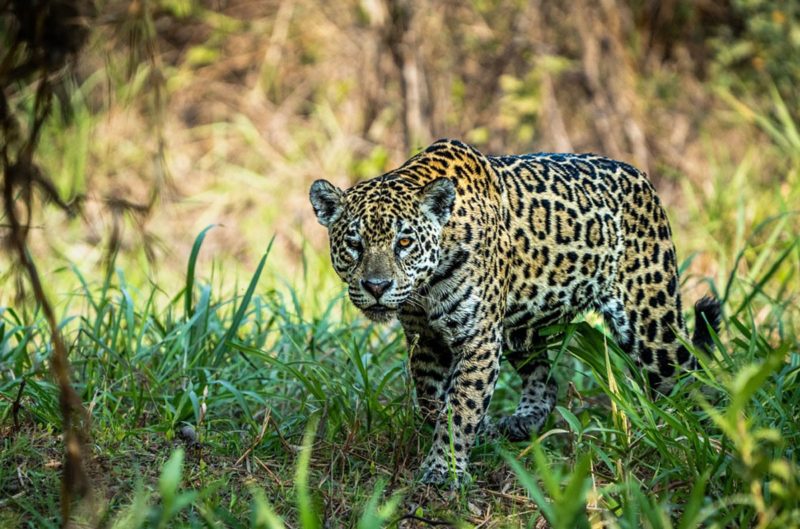jaguar-pantanal-brésil-2
