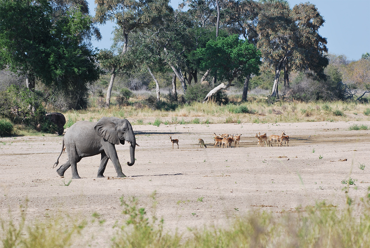 Parc National Tanzanie