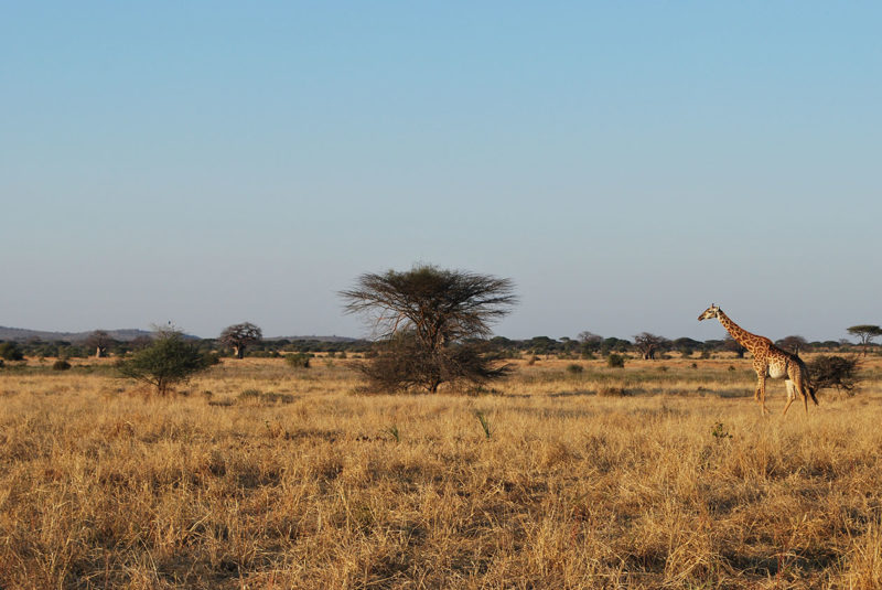 Ruaha - Brousse Parc National Ruaha - Voyage en Tanzanie