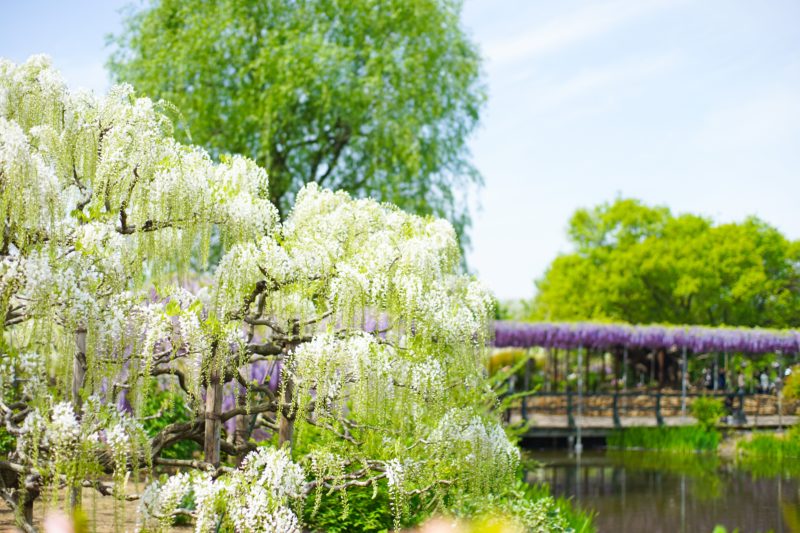 ashikaga-glycines-japon