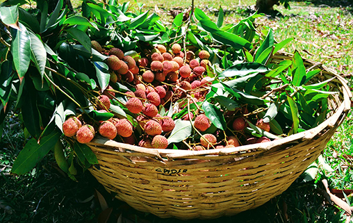 Takamaka Boutique Winery