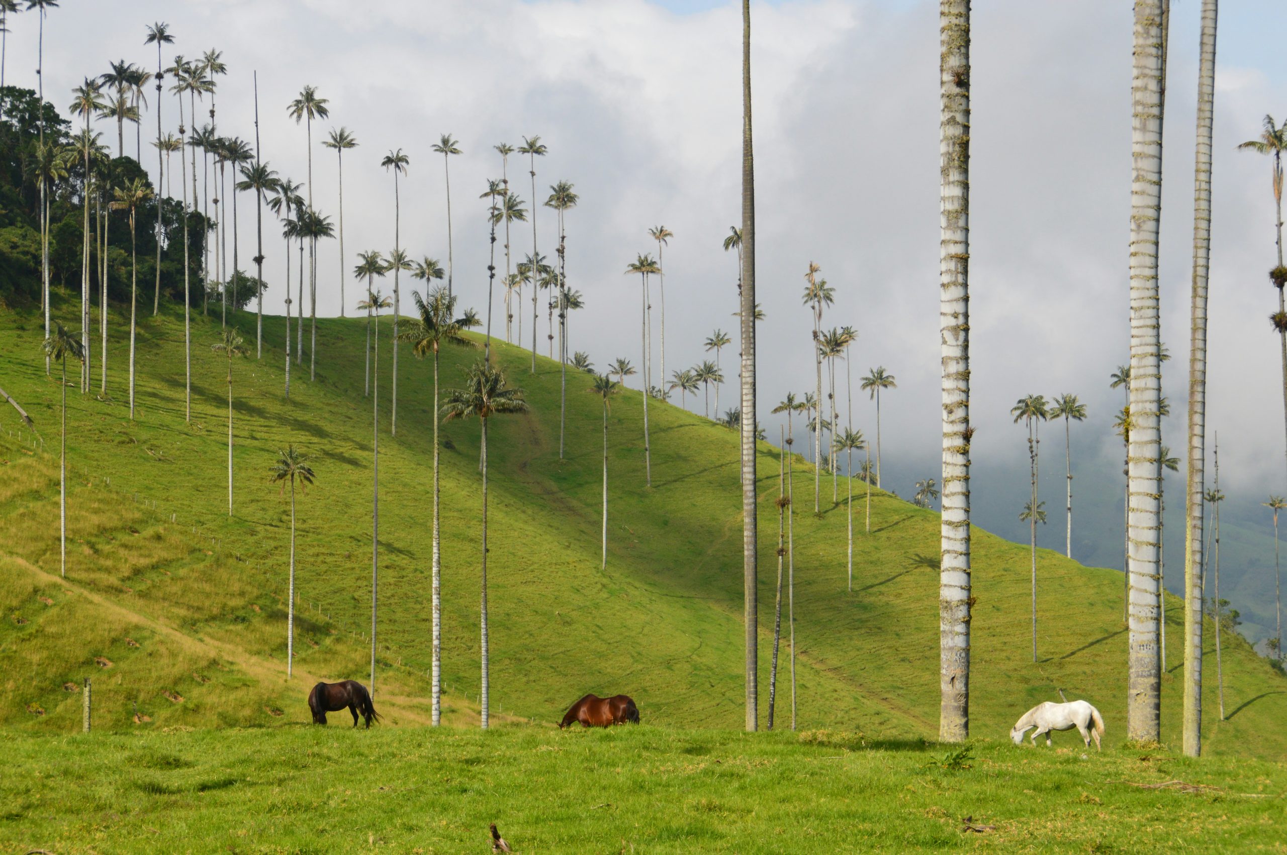 Vallée de Cocora 2