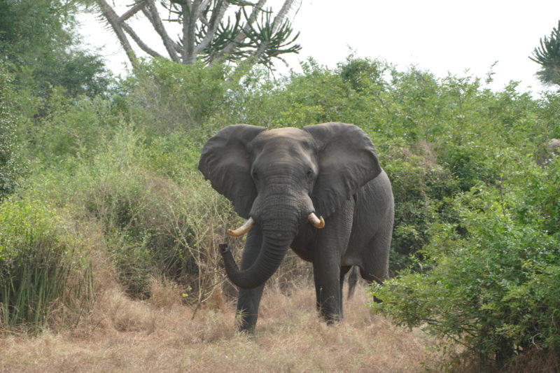 bicuar-parcnational-afrique-angola
