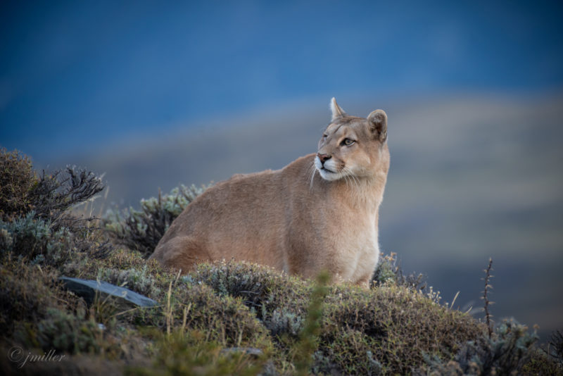 patagonie-puma
