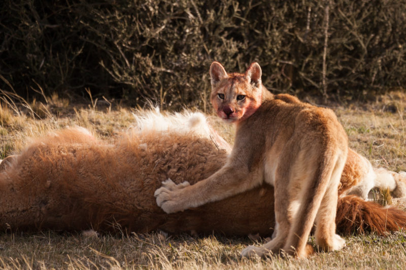 Puma