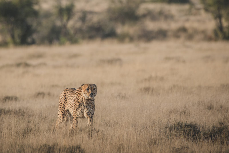 Samara Wildlife Afrique du Sud
