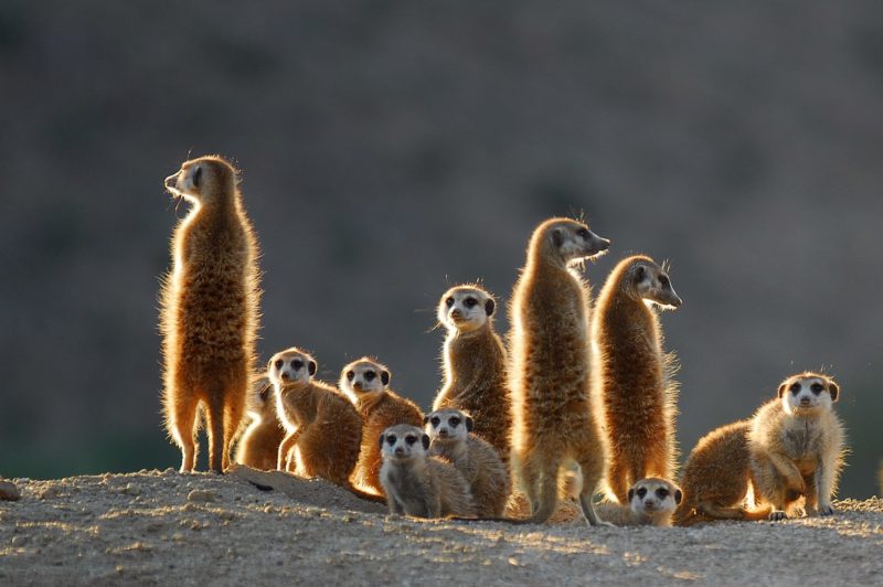 Suricate - gr - Copie Suricates Afrique du Sud