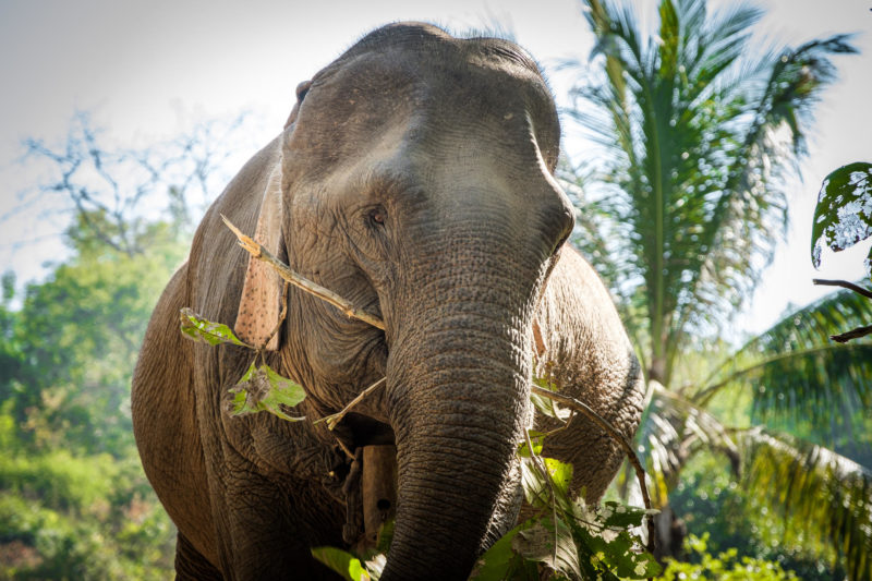 Elephants Sanctuary Pakbeng Lodge