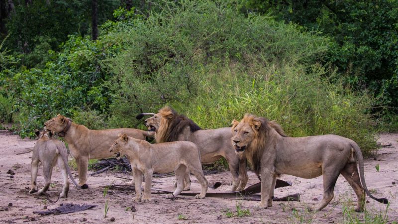 Thawale Lodge Malawi