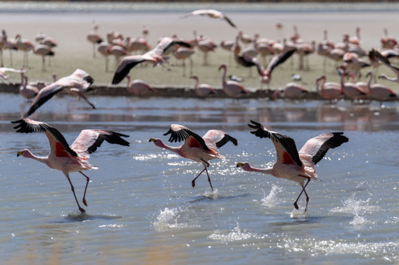 Flamants roses puna argentine Flamants roses puna argentine