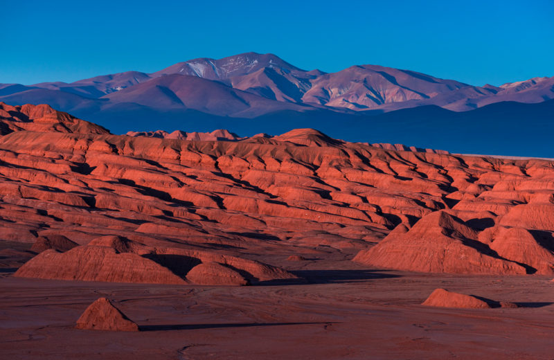 tolar grande puna argentine tolar grande puna argentine