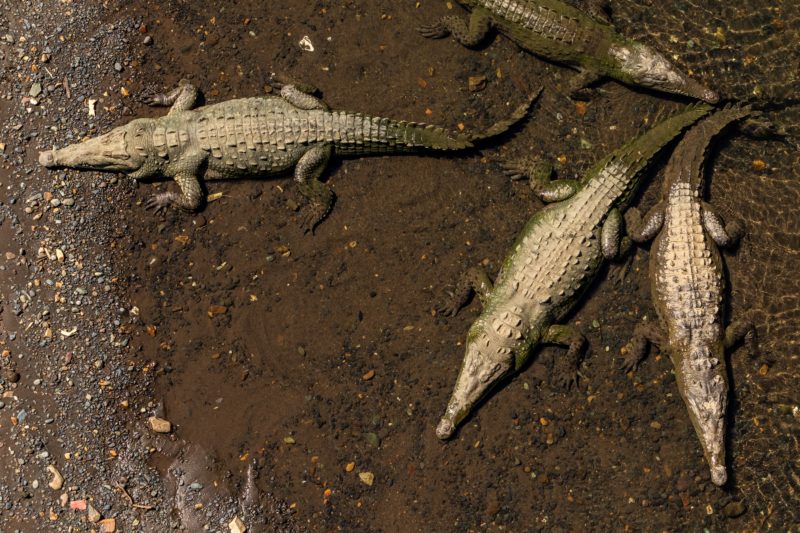 tarcoles crocodiles