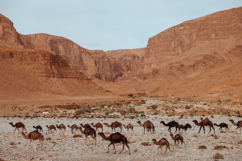 maroc-sud-chameau