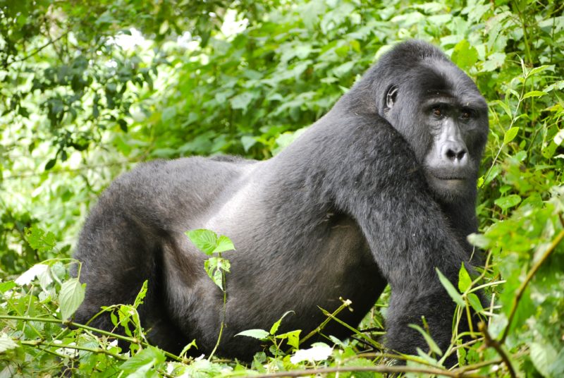 bwindi-gorille-montagne un gorille dans les montagnes en ouganda